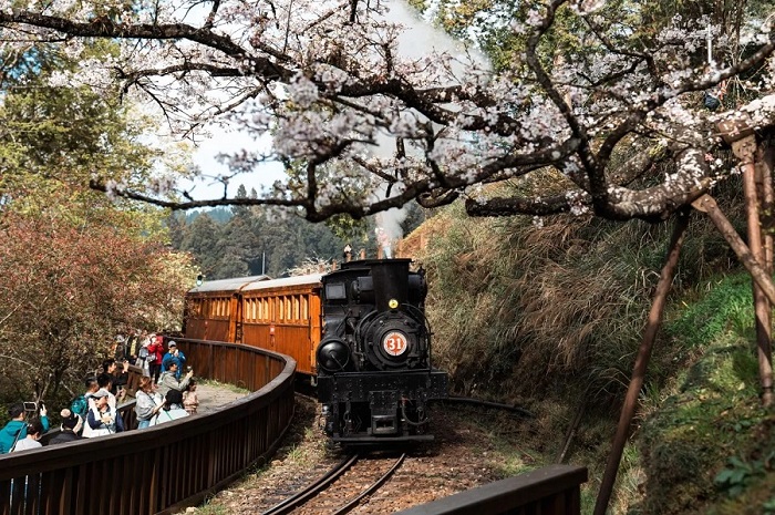 阿里山蒸氣賞櫻列車。蔡文淇攝,阿里山林鐵及文資處提供