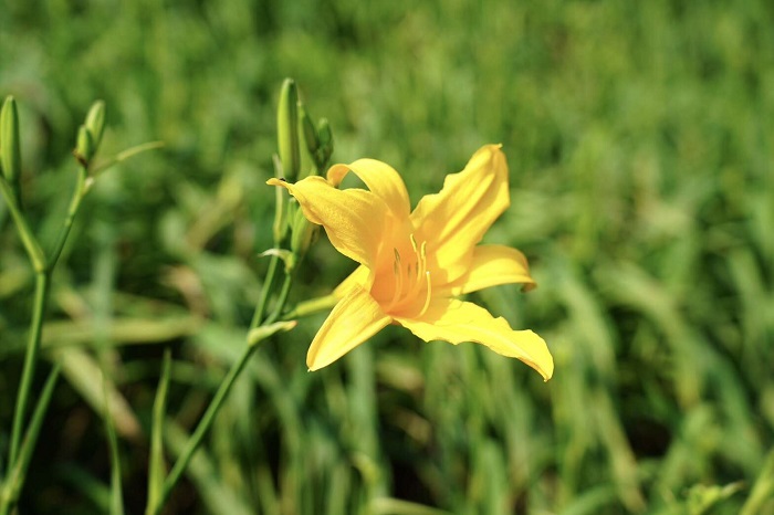 金針花古稱「萱草」,亦有「母親花」之意,花期正值母親節前後。(參山處提供)