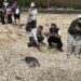 澎湖望安野放2隻綠蠵龜　重返大海展開新旅程
