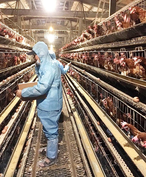 全台再爆食安風暴!市售雞蛋被檢出農藥「芬普尼(Fipronil)」殘留量超標3倍,約15萬顆問題蛋已流入市場。桃園、新竹、台中、雲林、南投、嘉義、台南、高雄等10縣市的全聯、楓康等通路皆緊急下架回收。(示意圖,找新聞資料照)