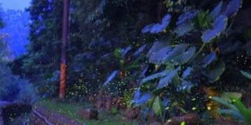 雲林古坑螢火蟲大爆發　茶園山林點亮夢幻螢光季