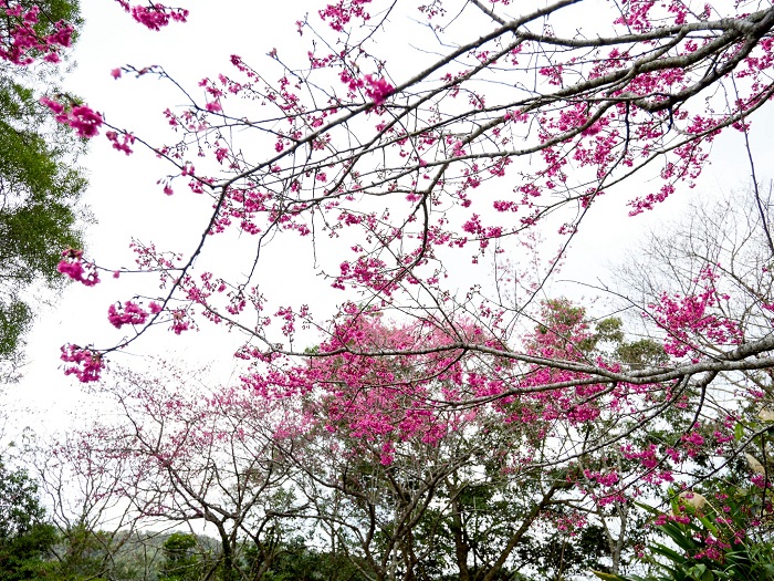 二格道路、北47線及47-1線沿途山櫻花已自1月底起陸續綻放。(圖/新北市府提供)