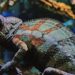 萌力爆棚！農科園區水族展示廳新特寵亮相　六角恐龍超吸睛