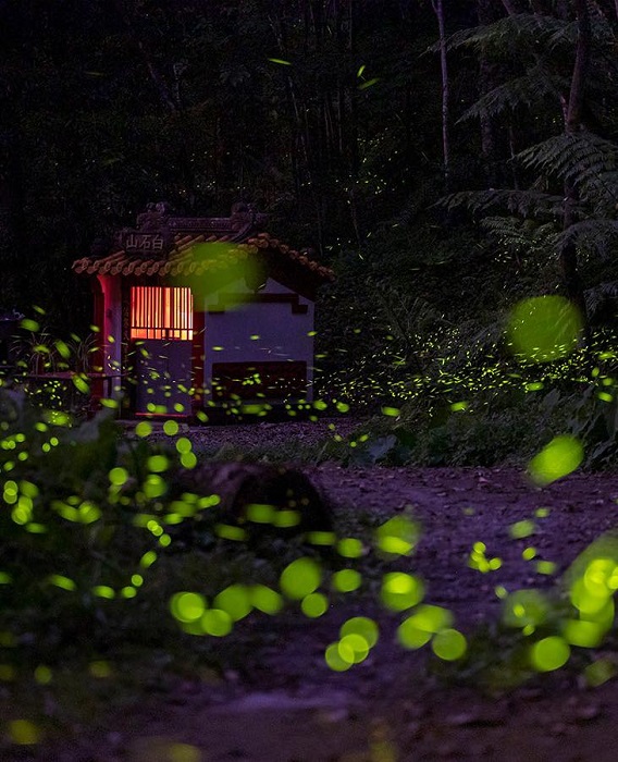 隨著春意漸濃,日月潭的夜晚也被點點螢光點亮。(日管處提供)