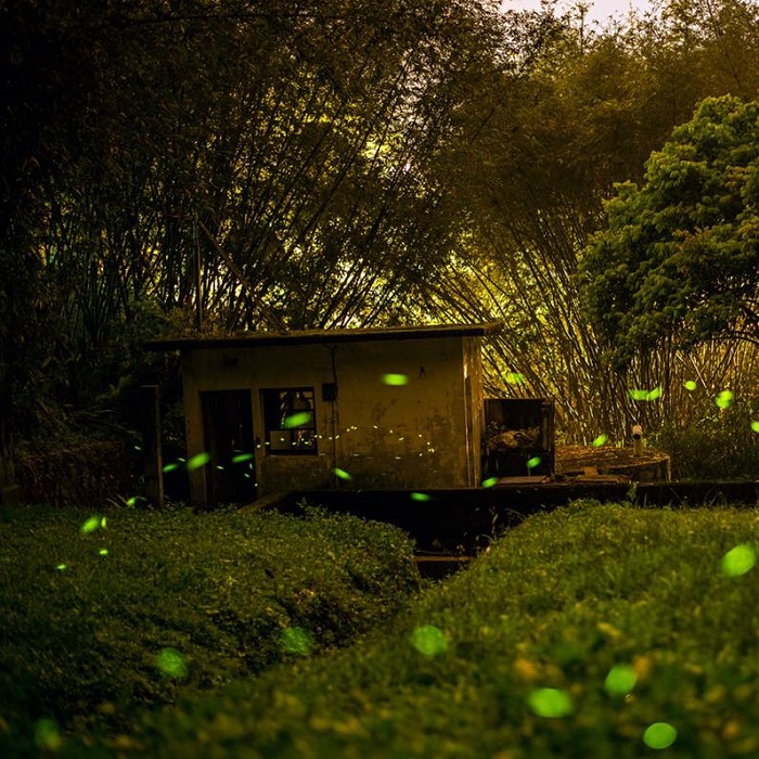 日管處提醒,螢火蟲對環境相當敏感,賞螢時務必遵守「不干擾、不捕捉、不傷害」三大原則。
(日管處提供)