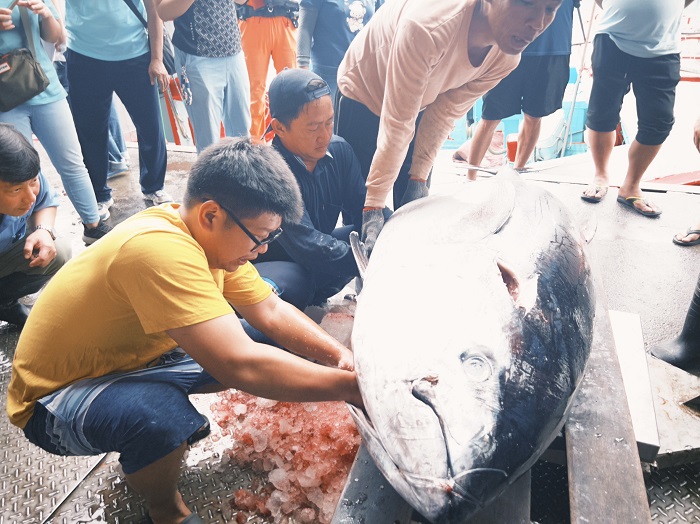 黑鮪魚(藍鰭鮪魚)為高經濟價值魚種,肉質細緻、深受市場青睞。(圖/台東縣政府提供)