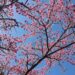 阿里山花季3/10登場　山櫻花、阿龜櫻率先染紅山頭
