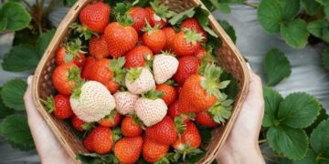 2024內湖草莓季開跑  3/2 – 4/28 線上好康滿滿！