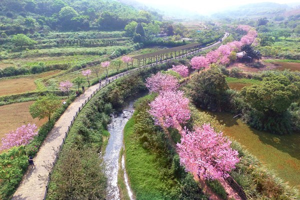 三生步道櫻花綻放如粉色長河,走在其中宛如踏入一場浪漫夢境。(2025年資料照片)