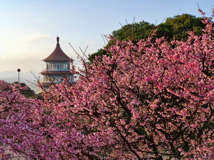 天元宮被滿山盛放的櫻花包圍,整座寺院沉浸在柔和的粉色花海中。(圖/新北市府提供)