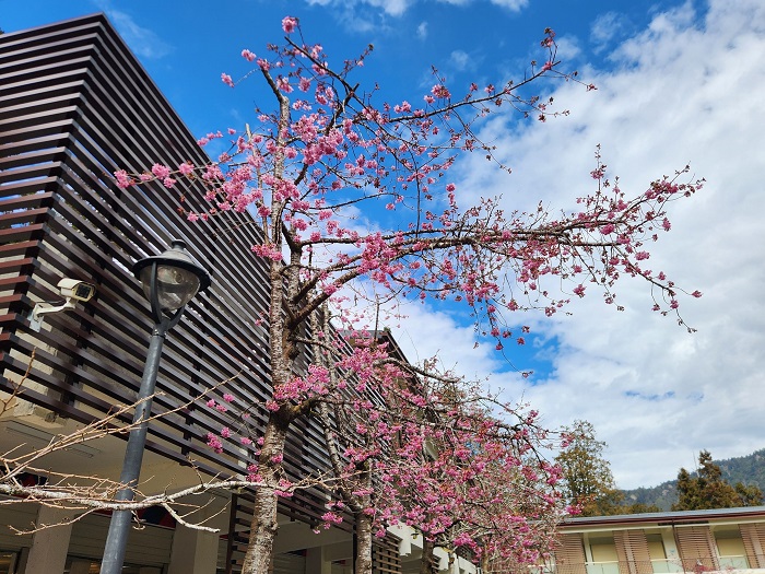 香林服務區及阿里山工作站前阿龜櫻已開花約4成,預計3月上旬盛開。(林保署嘉義分署提供)